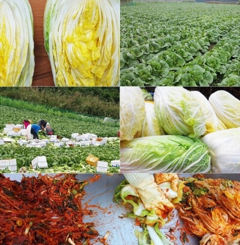 세척들깨, 서리태, 노랭이배추, 콩, 잎플로, 잎플로 서각마을, 들깨, 배추, 고랭지, 검은콩, 서각마을, 국내산, 김장배추, 김장,콩국수, 참기름, 들기름, 친환경