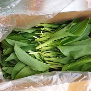 산마늘 명이길어지는 명이나물