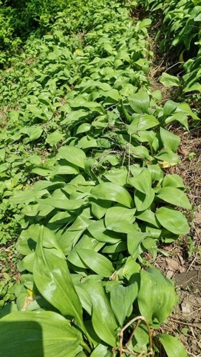 세척들깨, 서리태, 노랭이배추, 콩, 잎플로, 잎플로 서각마을, 들깨, 배추, 고랭지, 검은콩, 서각마을, 국내산, 김장배추, 김장,콩국수, 참기름, 들기름, 친환경