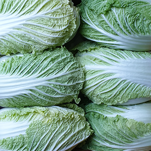 고랭지 노랭이 배추